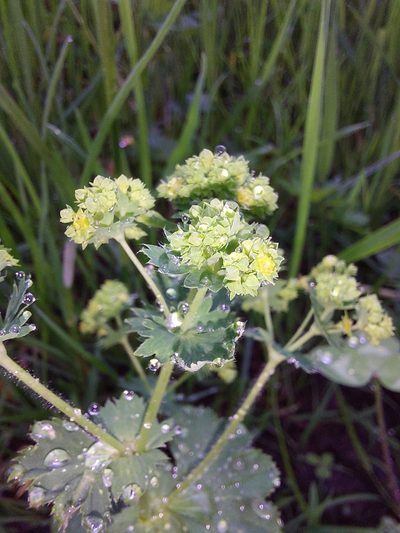 Alchemilla xanthochlora, photographed by Manuel R Popp