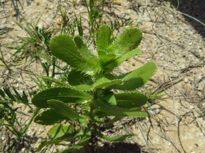 Grindelia ciliata