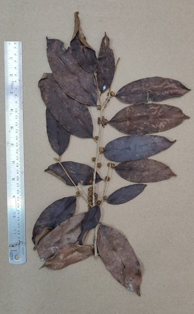 Hydnocarpus alpinus, photographed by T R Shankar Raman