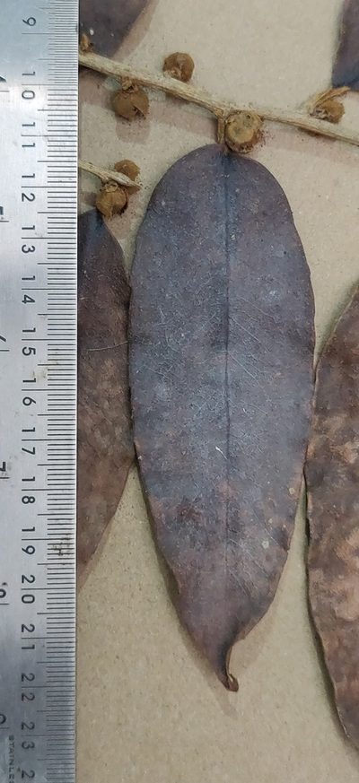 Hydnocarpus alpinus, photographed by T R Shankar Raman