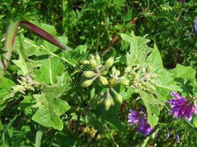 Solanum dimidiatum, photographed by Annika Lindqvist