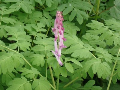 Corydalis scouleri, photographed by giantcicada