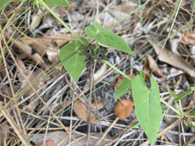 Chthamalia pubiflora, photographed by Lauren Gillett