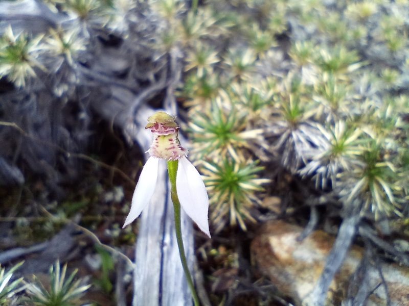 Eriochilus helonomos, photographed by Em Lamond