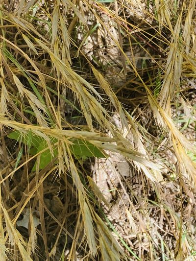 Bromus lanceolatus, photographed by River Ahlquist