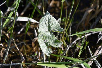 Petasites spurius, photographed by Иван Ковтун Ivan Kovtun