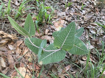 Asclepias humistrata, photographed by Lauren Gillett