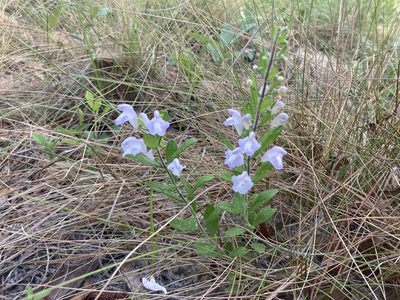 Scutellaria multiglandulosa, photographed by Lauren Gillett
