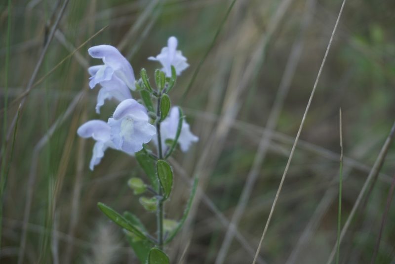 Scutellaria multiglandulosa, photographed by Lauren Gillett