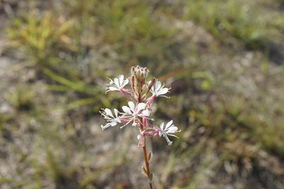 Oenothera simulans, photographed by Lauren Gillett