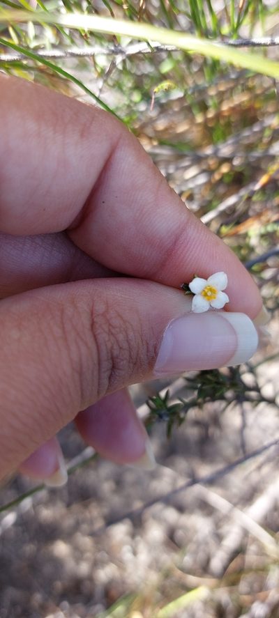 Lachnaea filicaulis, photographed by sharndreheuvel