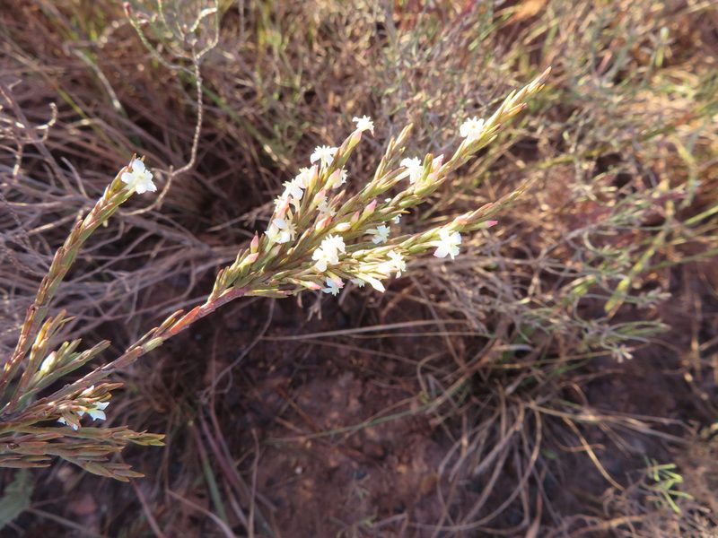 Struthiola dodecandra, photographed by linkie