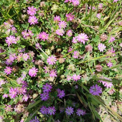 Trifolium resupinatum, photographed by Quentin Groom