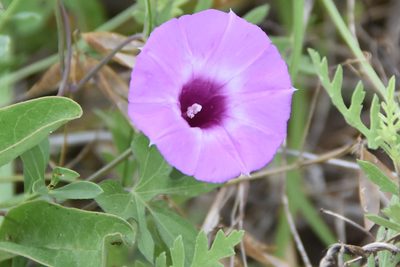 Ipomoea cordatotriloba, photographed by Jay Pruett