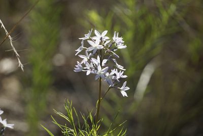 Amsonia ciliata, photographed by Lauren Gillett