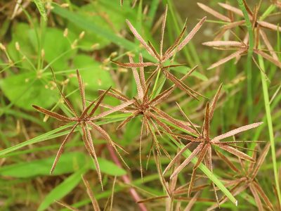 Cyperus flavidus, photographed by chiuluan