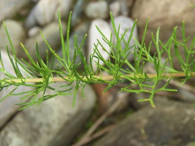 Artemisia capillaris