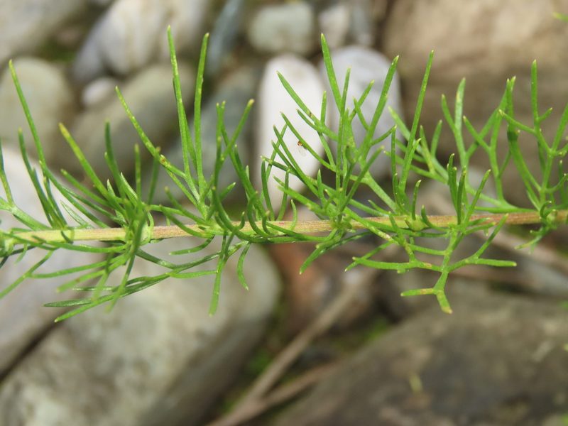 Artemisia capillaris, photographed by chiuluan