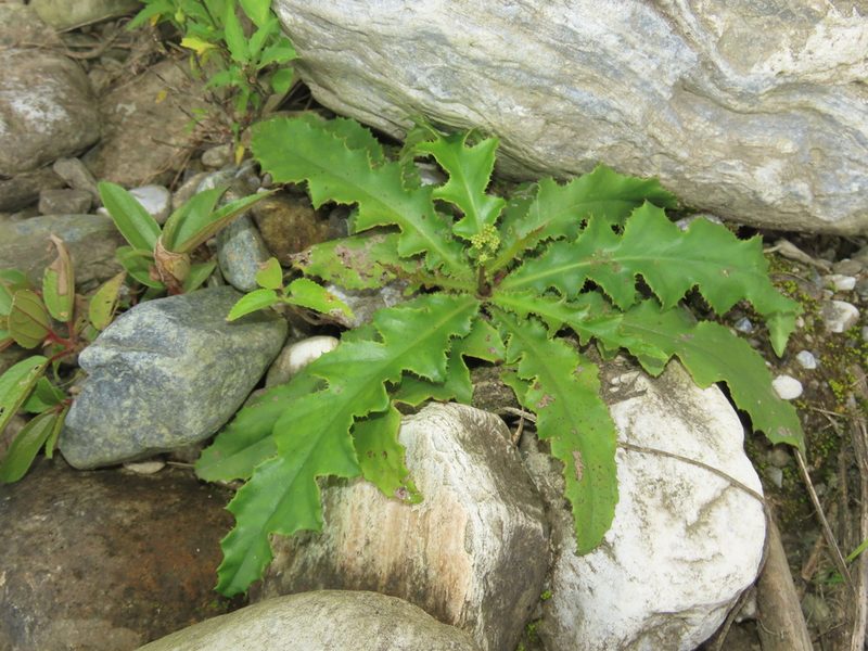 Ixeridium laevigatum, photographed by chiuluan