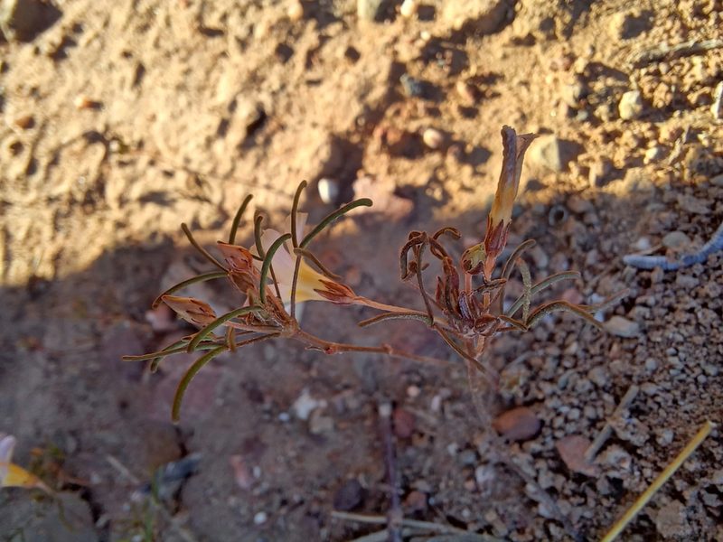 Oxalis burkei, photographed by Danie Palm