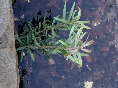 Melaleuca viminalis, photographed by Dave Richardson