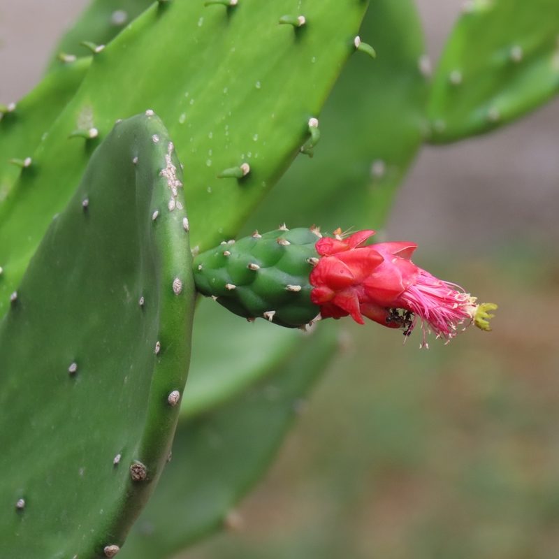 Opuntia cochenillifera, photographed by Maria Janeiro