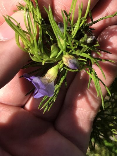 Psoralea azuroides, photographed by Ren Hoekstra