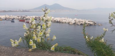 Antirrhinum siculum, photographed by Leonardo Ancillotto