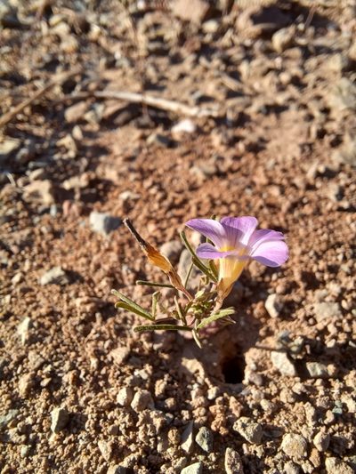 Oxalis burkei, photographed by Danie Palm
