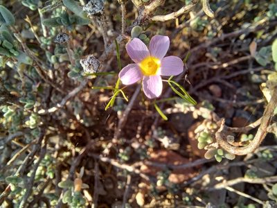 Oxalis burkei, photographed by Danie Palm