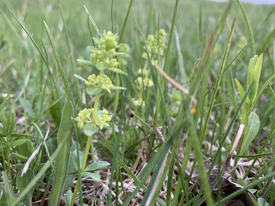 Cruciata glabra, photographed by Todd Patterson