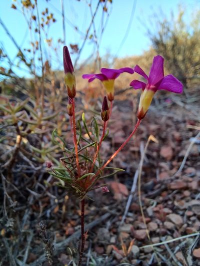 Oxalis leptogramma, photographed by Danie Palm