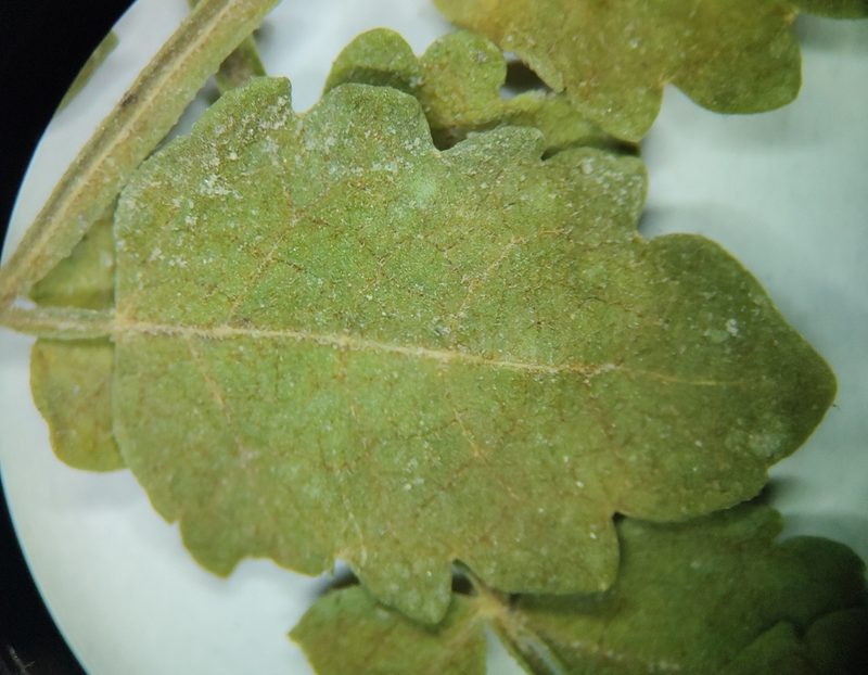 Bursera littoralis, photographed by Abraham Sánchez Romero