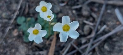 Oxalis punctata, photographed by sharndreheuvel