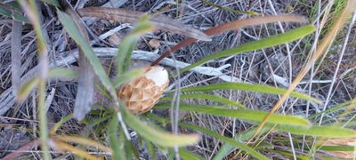 Protea aspera, photographed by sharndreheuvel