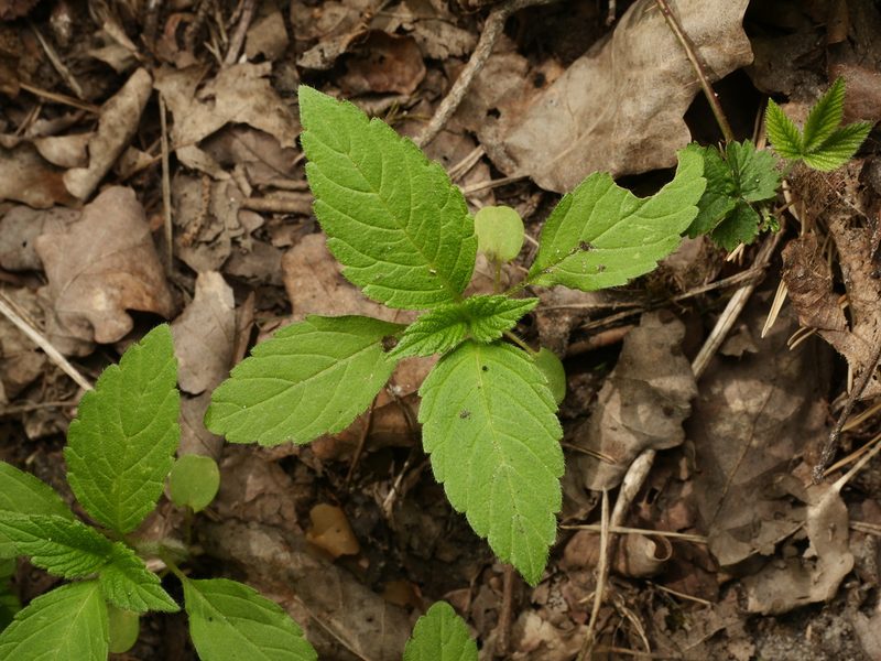 Galeopsis tetrahit, photographed by Alexis Tinker-Tsavalas