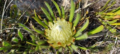 Protea aspera, photographed by sharndreheuvel