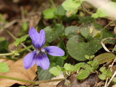 Viola reichenbachiana, photographed by Alexis Tinker-Tsavalas