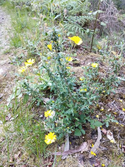 Cistus lasianthus, photographed by José Luis Camaño