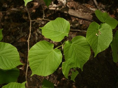 Tilia platyphyllos, photographed by Alexis Tinker-Tsavalas