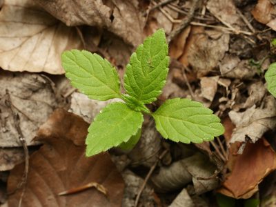 Galeopsis tetrahit, photographed by Alexis Tinker-Tsavalas