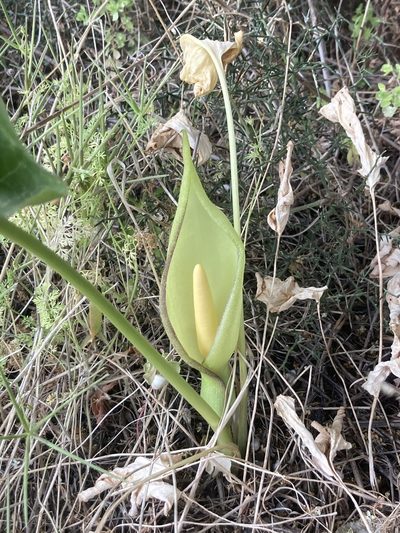 Arum concinnatum, photographed by Andre Hosper