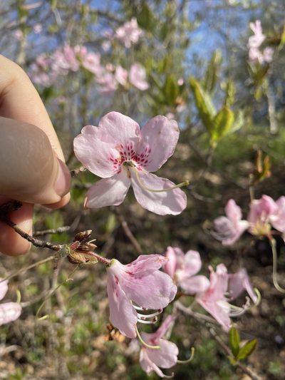 Rhododendron vaseyi, photographed by Brandon Wheeler