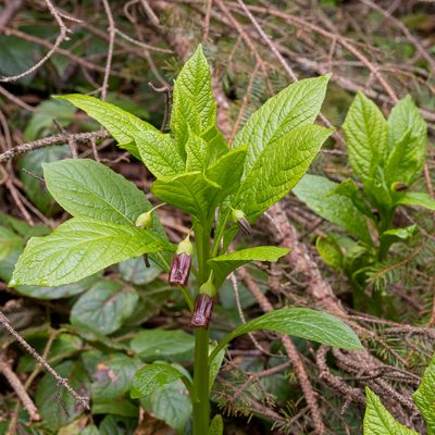 Scopolia carniolica, photographed by Piotr Lukasik