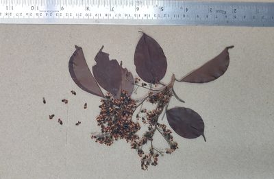 Pterocarpus marsupium, photographed by T R Shankar Raman
