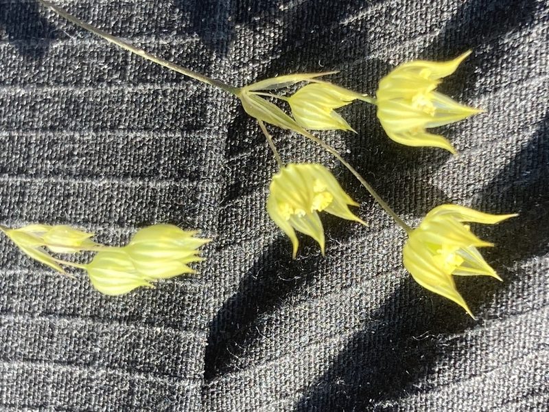 Bupleurum gracile, photographed by Andre Hosper