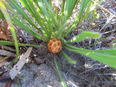 Protea aspera, photographed by linkie