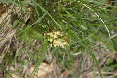 Dactylorhiza sambucina, photographed by Felicia Seichter