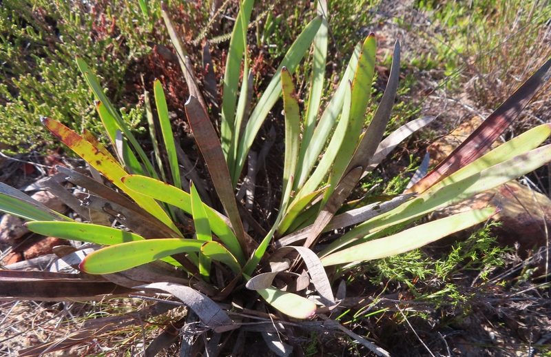 Corymbium glabrum, photographed by linkie