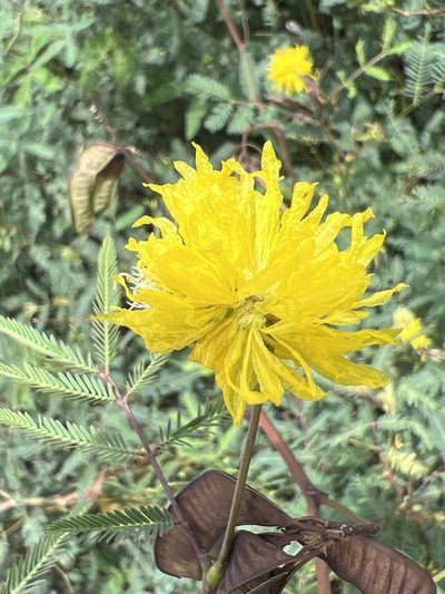 Neptunia oleracea, photographed by Alan Weakley